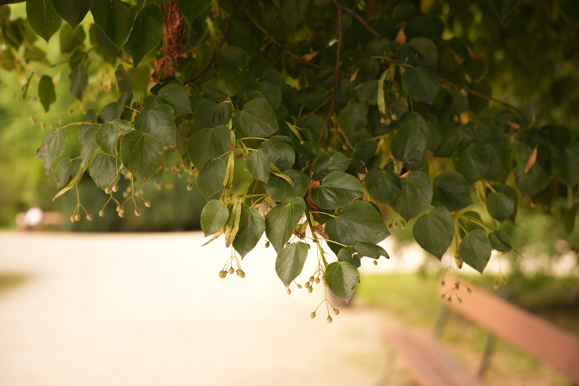 Obiektyw Voigtlander Nokton II 50 mm f/1,2 do Leica M